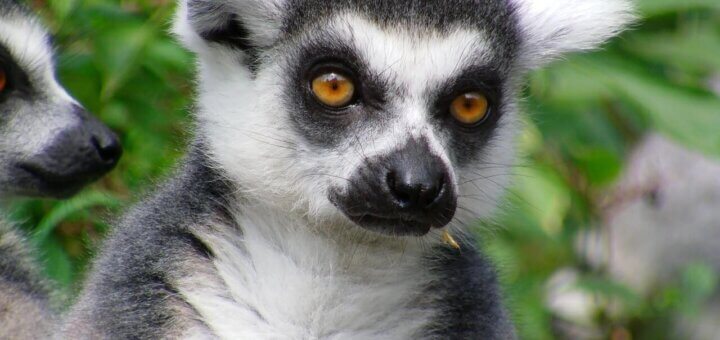 Madagaskar Reisen, Privatreisen