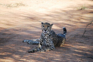 Namibia Safari Lodges