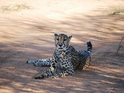 Safari Lodges, Camps und Cottages in Afrika buchen