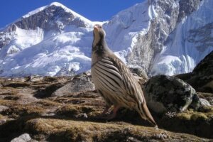 Nepal Fotoreise – Farbenpracht im Himalaya