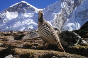 Nepal Fotoreise 2024 – Farbenpracht im Himalaya