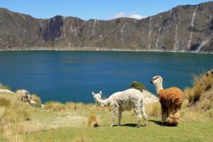 Ecuador Reise buchen Indiomärkte und Anden