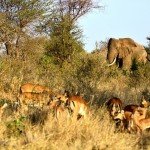 Kenia Nationalparks