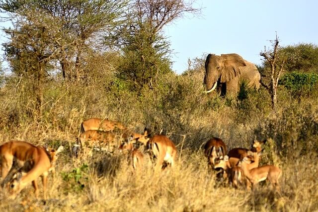 Kenia Nationalparks