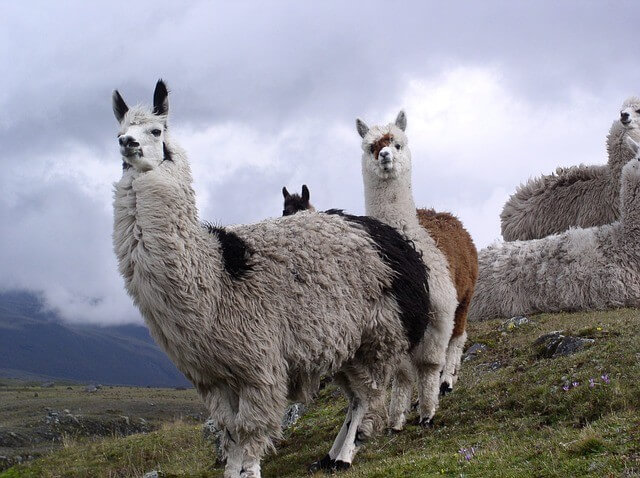 Ecuador Reise Cotopaxi