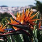 Wanderreisen Madeira