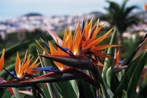 Wanderreisen Madeira 2024