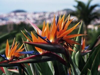 Madeira Galo Resort Galosol Sentido Aktivhotel am Meer