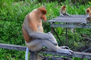 Borneo Reisen, Kinabalu