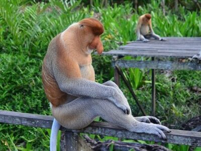 Borneo Rundreisen, Höhepunkte Borneo Kinabalu