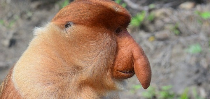 Borneo Rundreisen