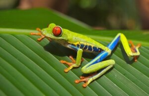 Panama Costa Rica