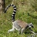 Madagaskar Privatrundreisen
