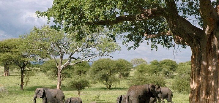 Südafrika Elefanten