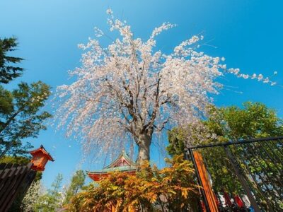 Japan Reise zwischen Tradition und Moderne