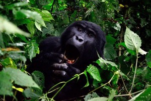 Uganda Reisen 2023 zu den Berggorillas in Afrika buchen