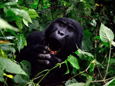 Uganda Reisen 2026 zu den Berggorillas in Afrika buchen