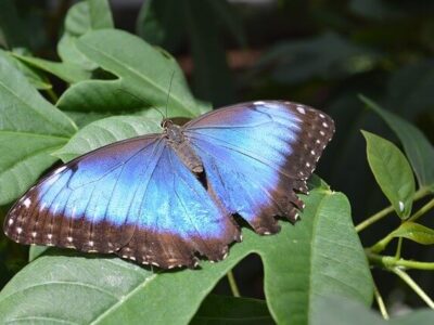 Costa Rica Naturparadies nachhaltige Reisen buchen