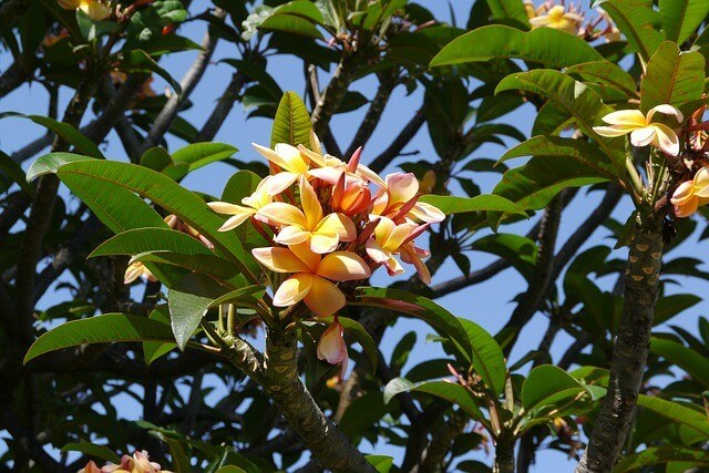 Madeira Hotels, Blumen