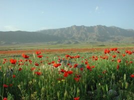 Armenien Reisen, 2024 Mohnblumen Urlaub Berg Ararat Rundreisen