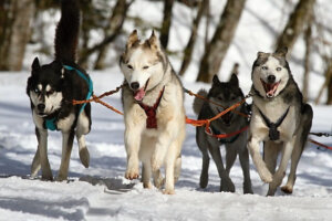 Schneemobilsafari Schwedisch-Lappland Husky-Touren