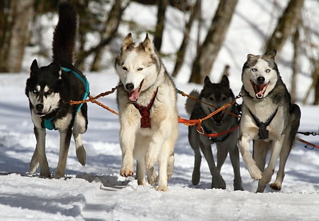 Huskytouren Finnland 