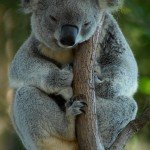 Australien Reise