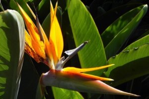 Madeira Lissabon Kombireise, Weiße Stadt und Blumeninsel