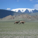Mongolei Reiseangebote