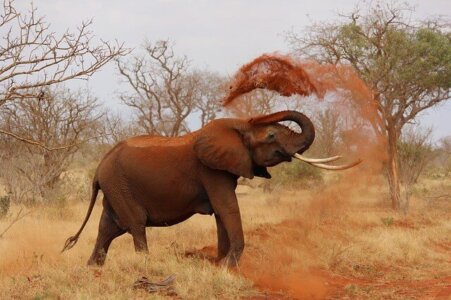 Kenia Safaris Afrika 2026, Rundreisen im Februar