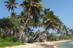 Sri Lanka Pauschalreisen 2024 Badeurlaub buchen