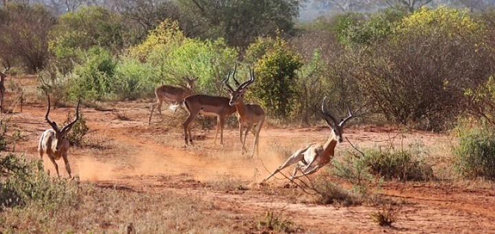 Tsavo Nationalpark Kenia