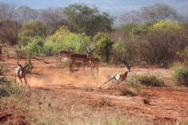 Tsavo Nationalpark Kenia