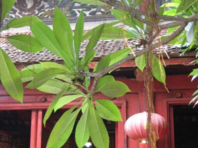 Nachhaltige Vietnam Reise mit natürlichem Anspruch